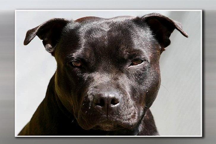 Staffordshire bull terrier Aya billede 6