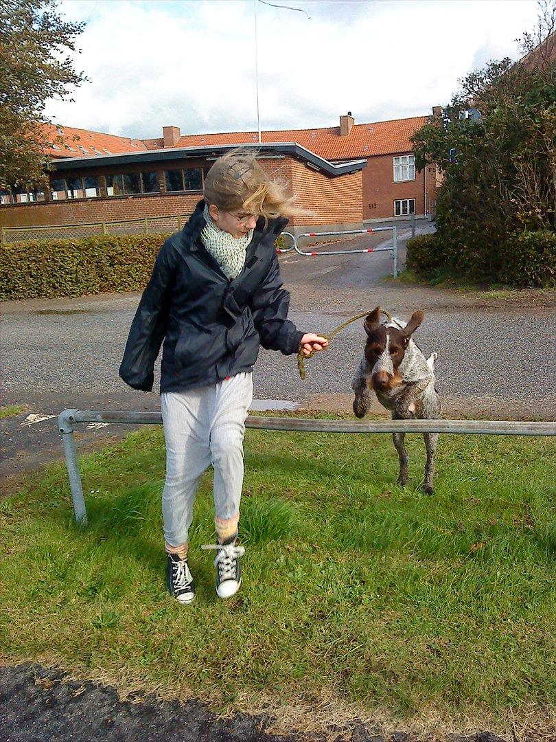 Ruhåret hønsehund Richo:) billede 13