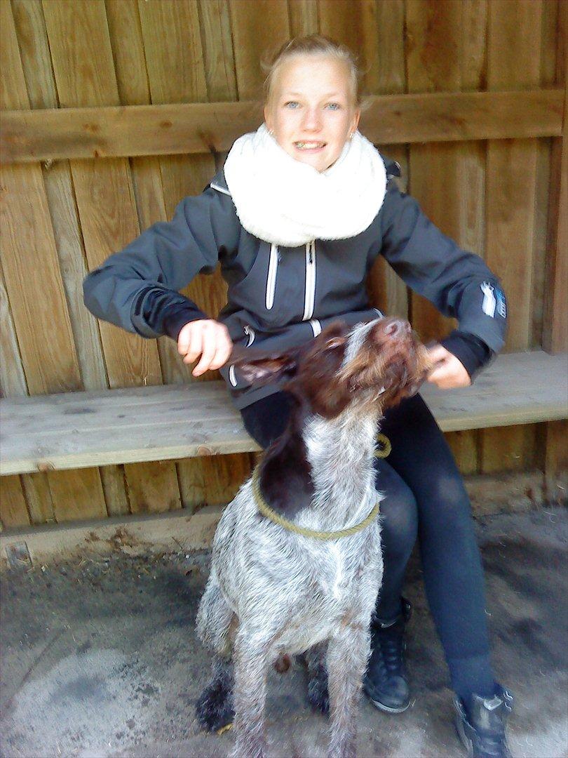 Ruhåret hønsehund Richo:) billede 14