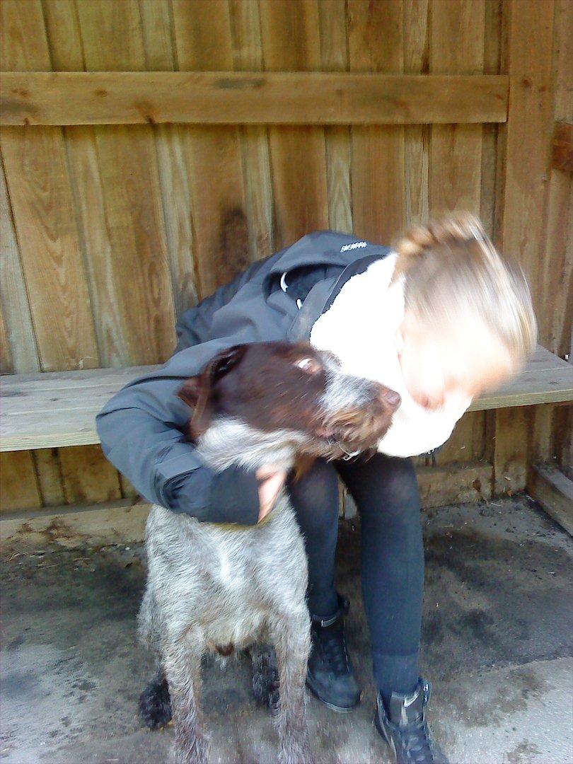 Ruhåret hønsehund Richo:) billede 15
