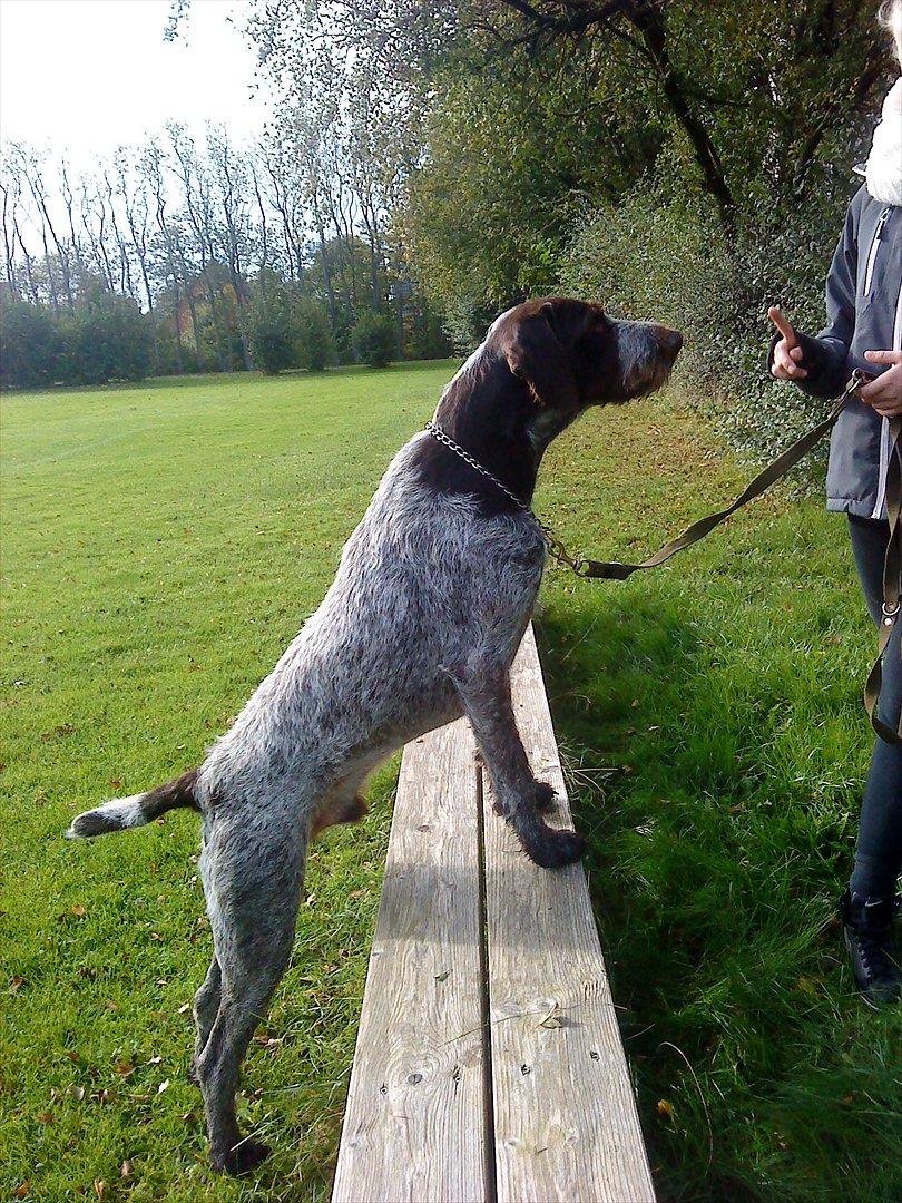 Ruhåret hønsehund Richo:) billede 16