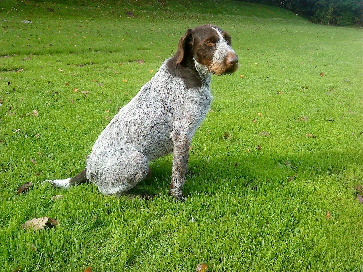 Ruhåret hønsehund Richo:) billede 17
