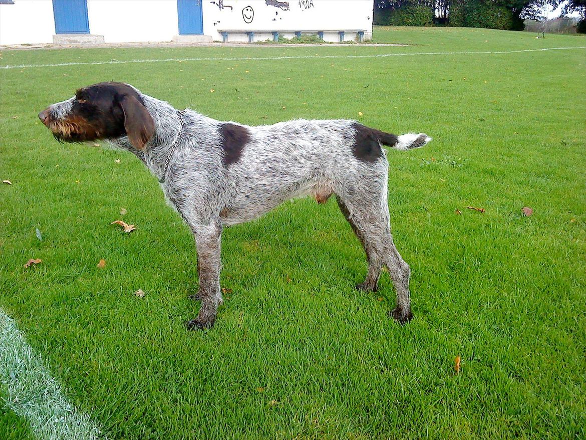 Ruhåret hønsehund Richo:) billede 18