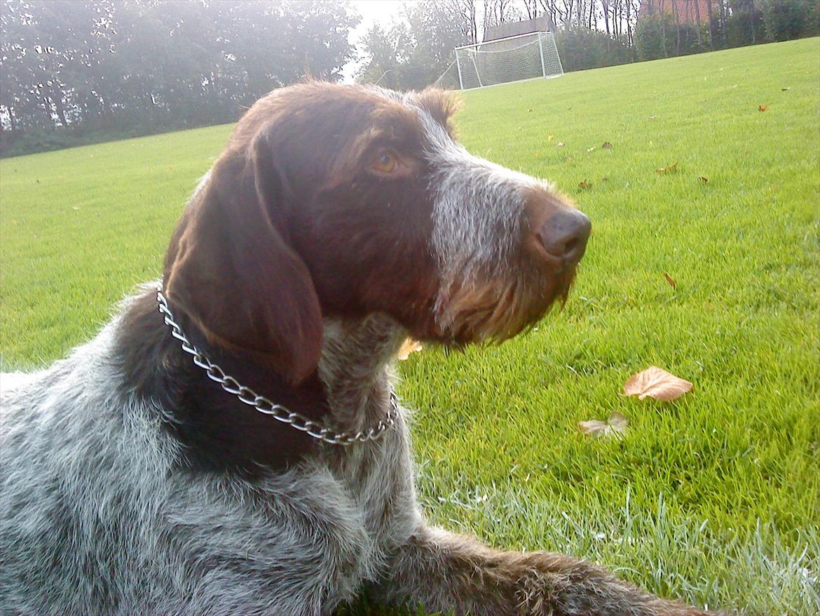 Ruhåret hønsehund Richo:) billede 19