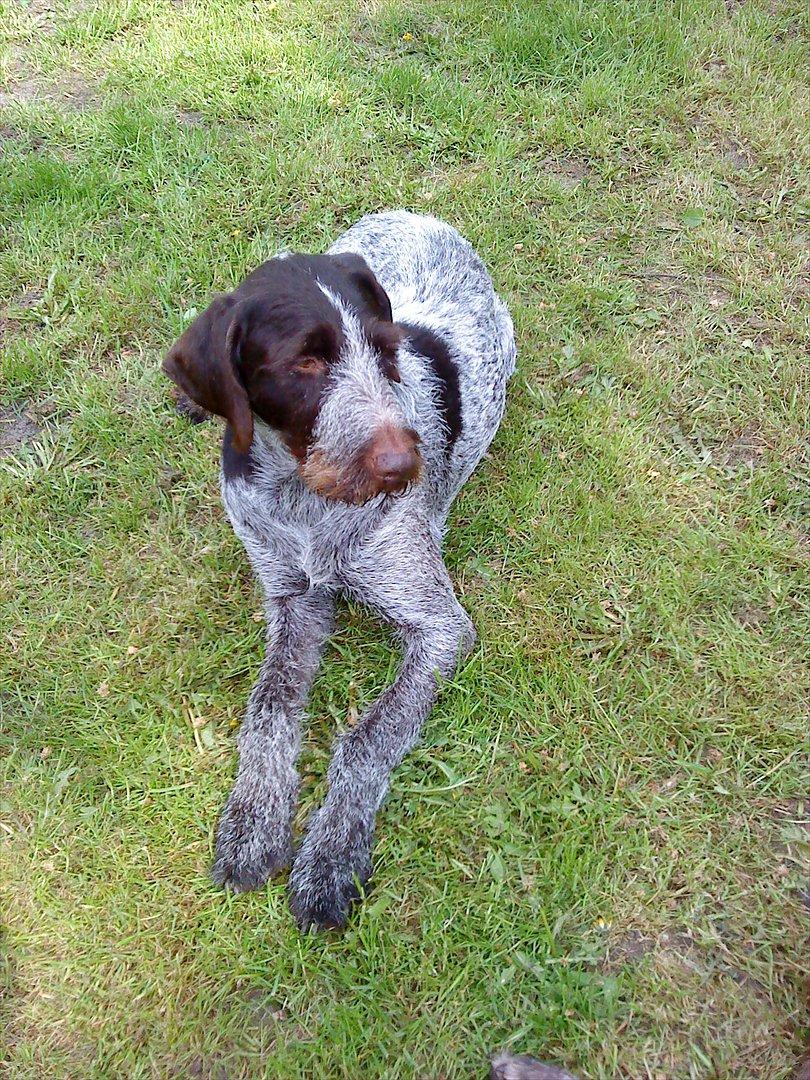 Ruhåret hønsehund Richo:) billede 20