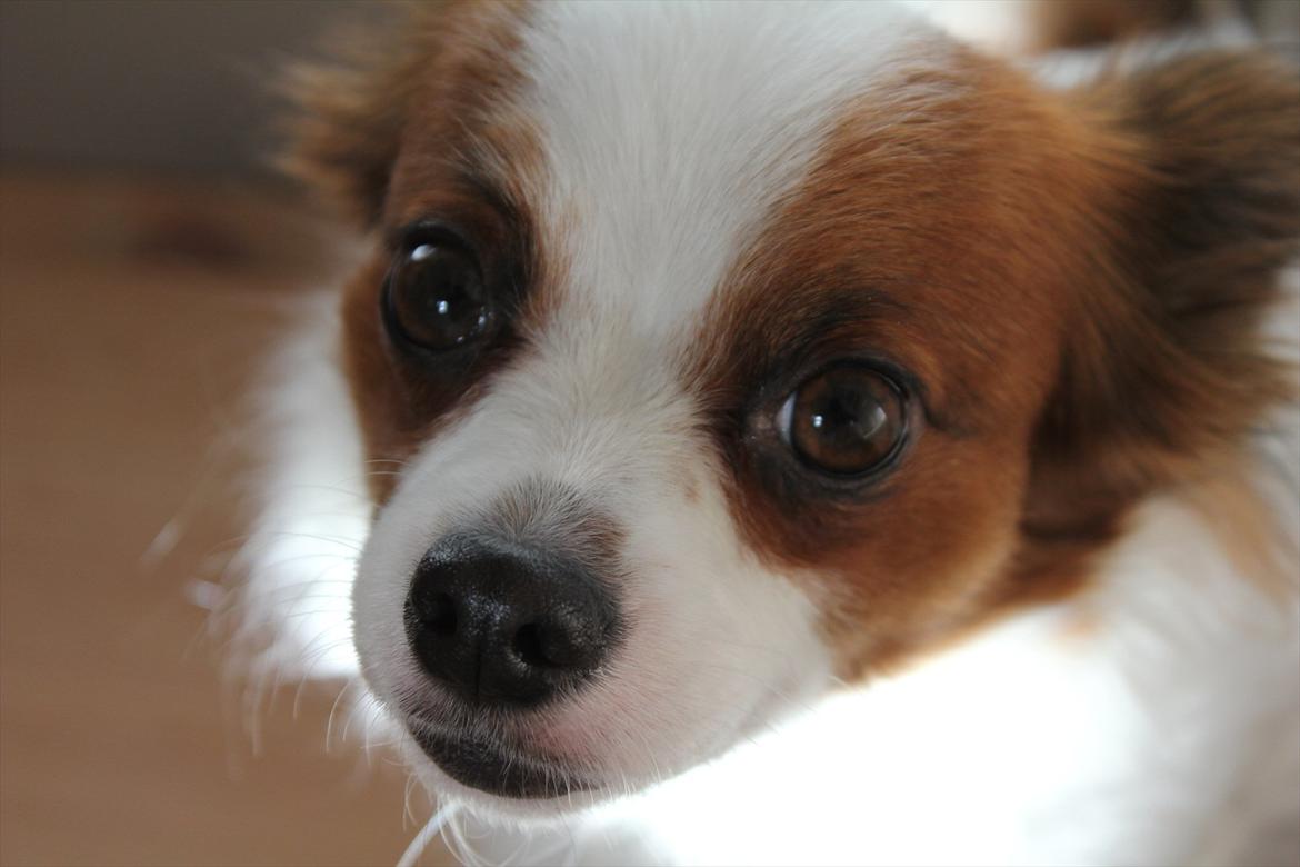 Papillon Fiona billede 7