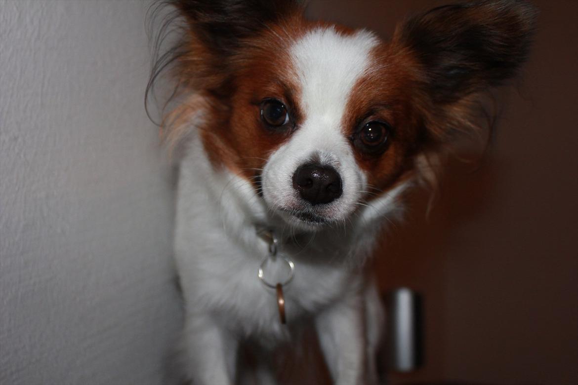 Papillon Fiona billede 8