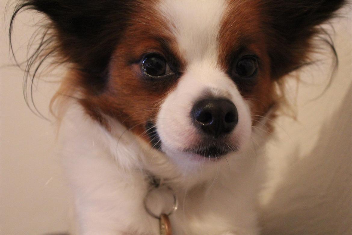 Papillon Fiona billede 9