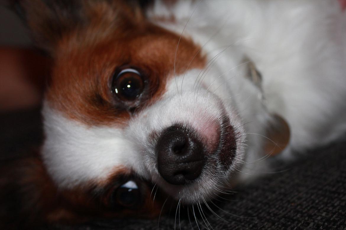 Papillon Fiona billede 6