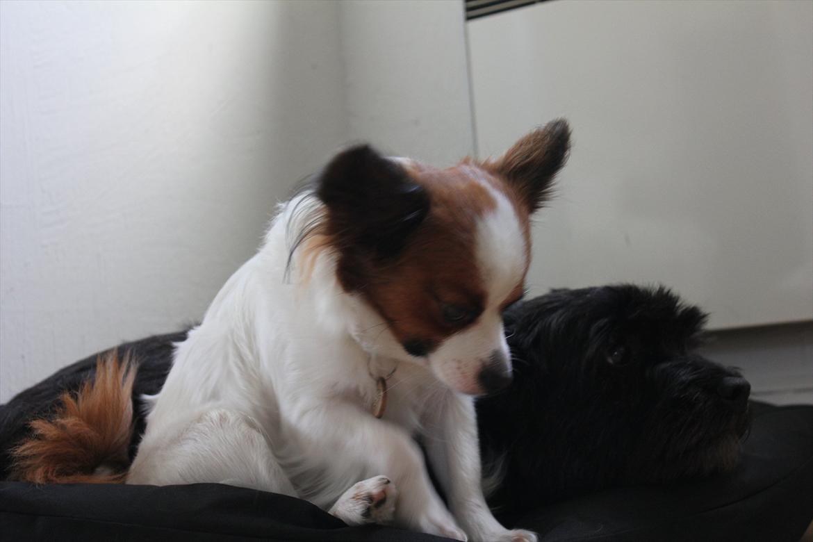 Papillon Fiona billede 10