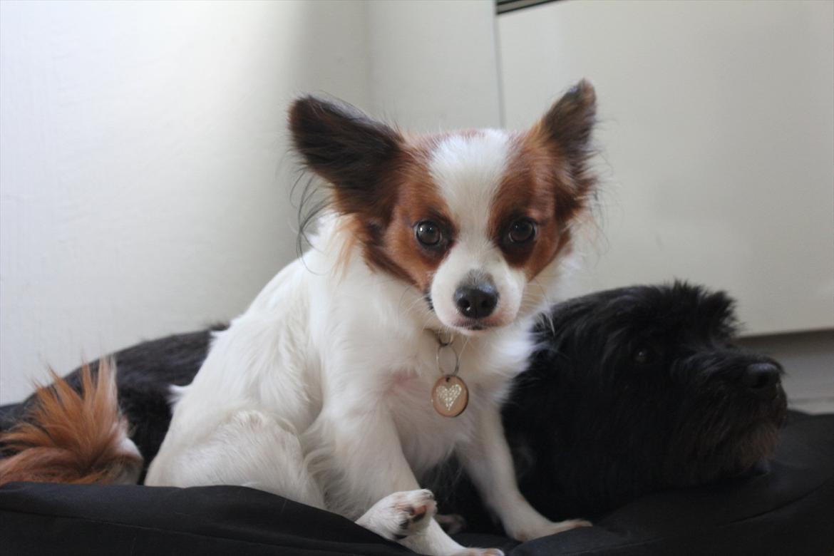 Papillon Fiona billede 11