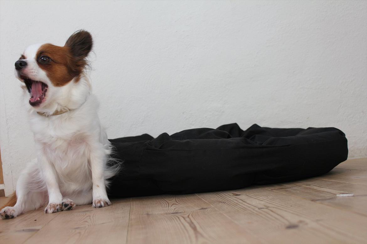 Papillon Fiona billede 12