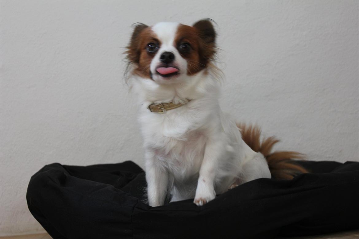 Papillon Fiona billede 5