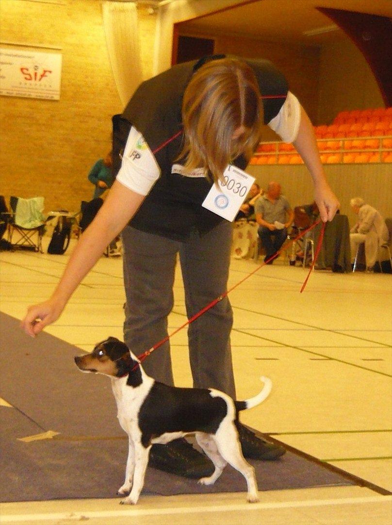 Dansk svensk gaardhund Moustgaard Havana billede 1