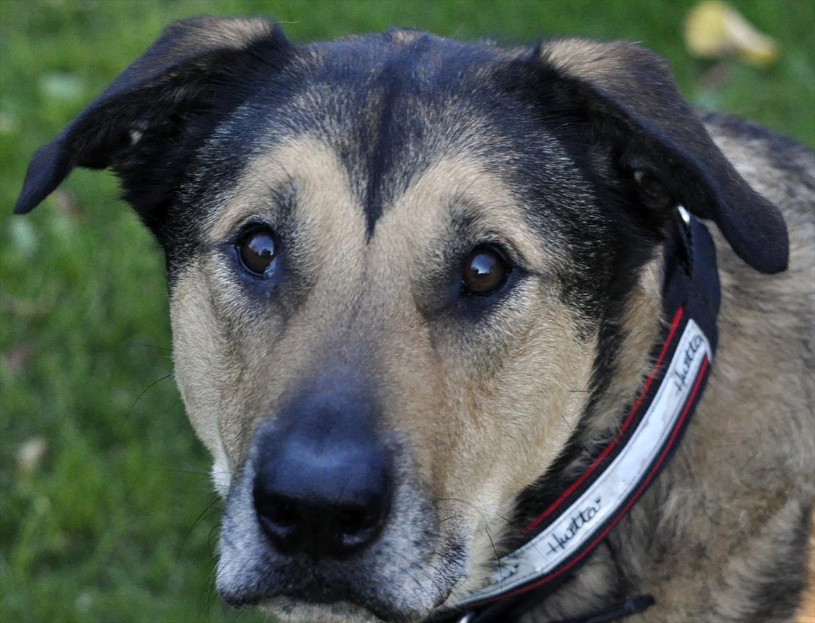 Blanding af racer | Rex *Charmetrolden* - Foto: Laura Møller billede 3