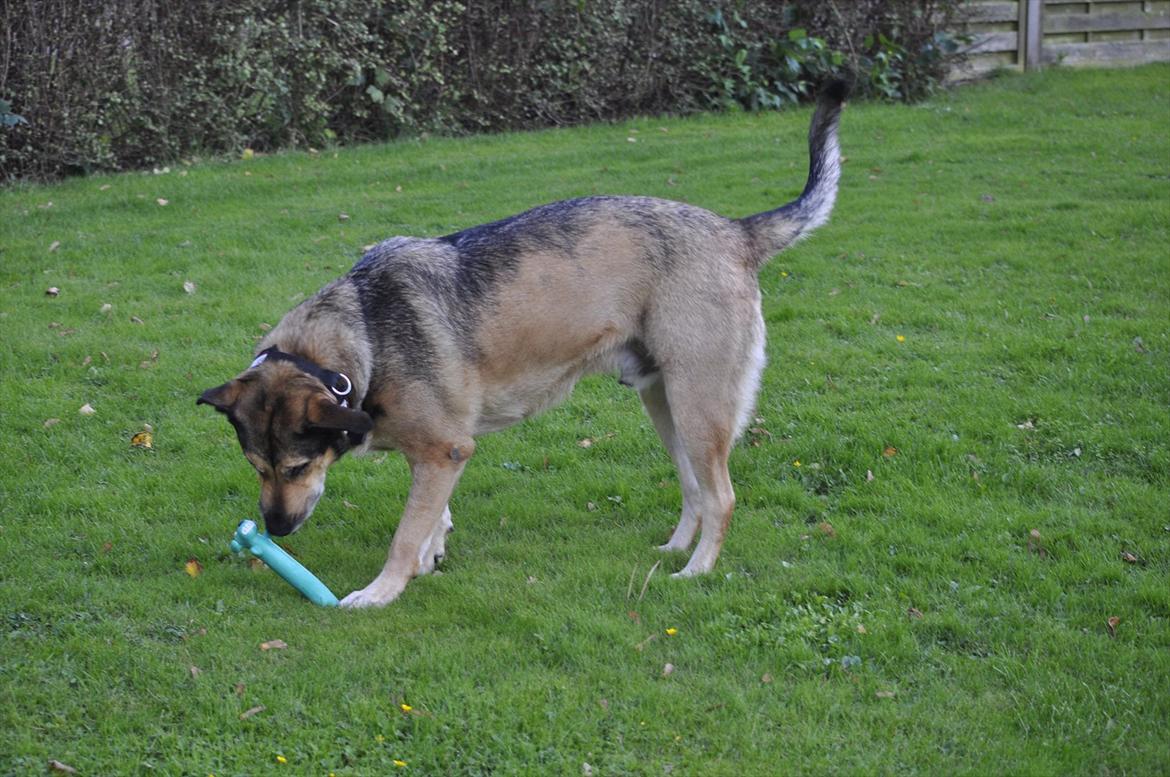 Blanding af racer | Rex *Charmetrolden* - Foto: LSM. billede 6