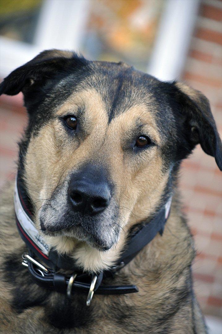 Blanding af racer | Rex *Charmetrolden* - Velkommen til min vidunderlige hunds profil!♥ Foto: Laura Møller billede 1