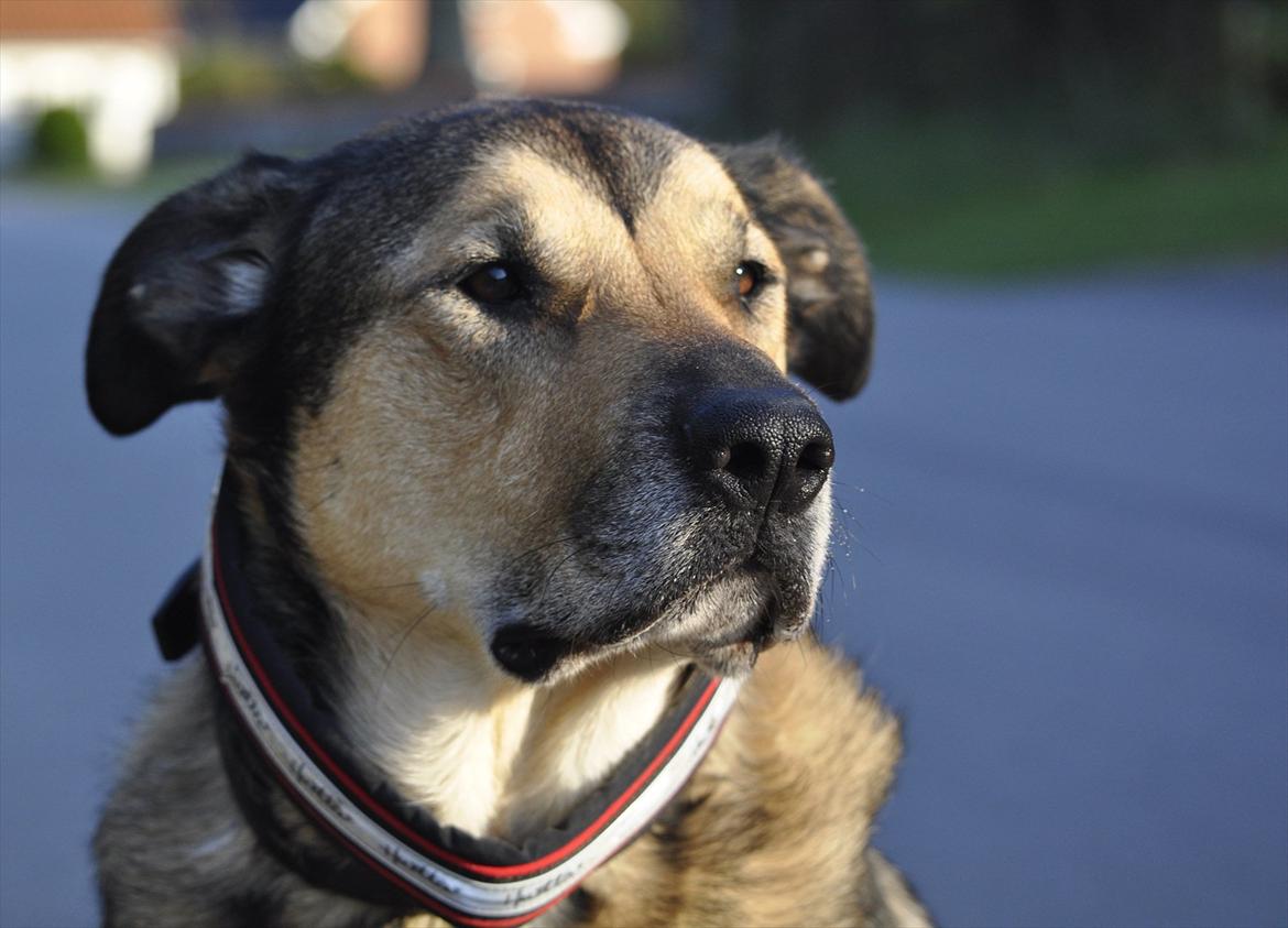 Blanding af racer | Rex *Charmetrolden* - Foto: LSM. billede 10