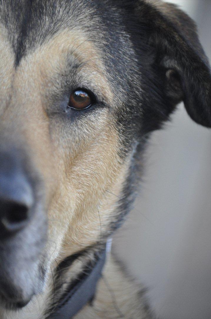 Blanding af racer | Rex *Charmetrolden* - Foto: LSM. billede 18