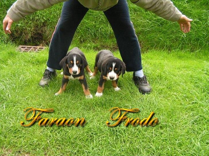 Grosser schweizer sennenhund Frodo Lucky Swiss - Frodo med bror billede 17