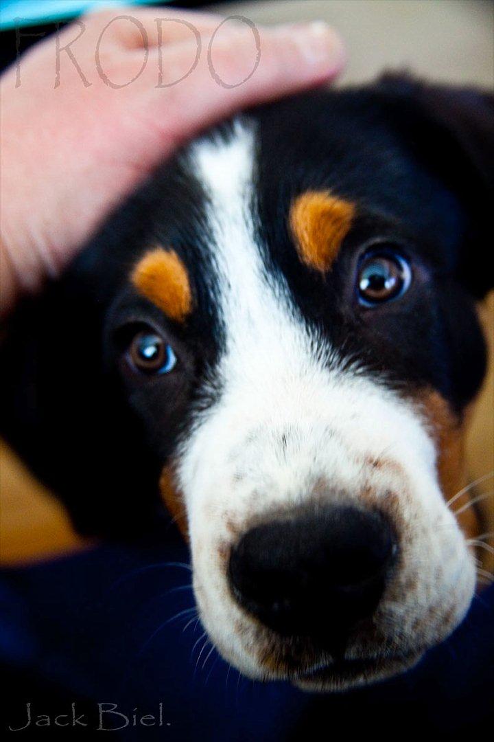 Grosser schweizer sennenhund Frodo Lucky Swiss - Foto: Jack Biel billede 18