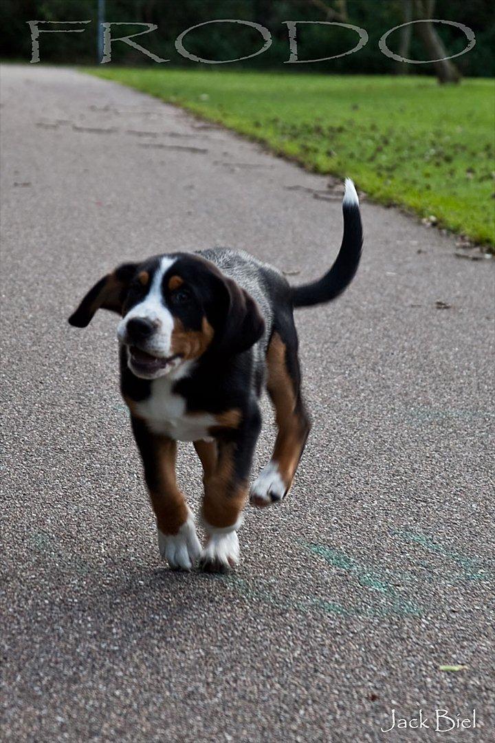 Grosser schweizer sennenhund Frodo Lucky Swiss - Frodo på farten


Foto: jack Biel billede 19