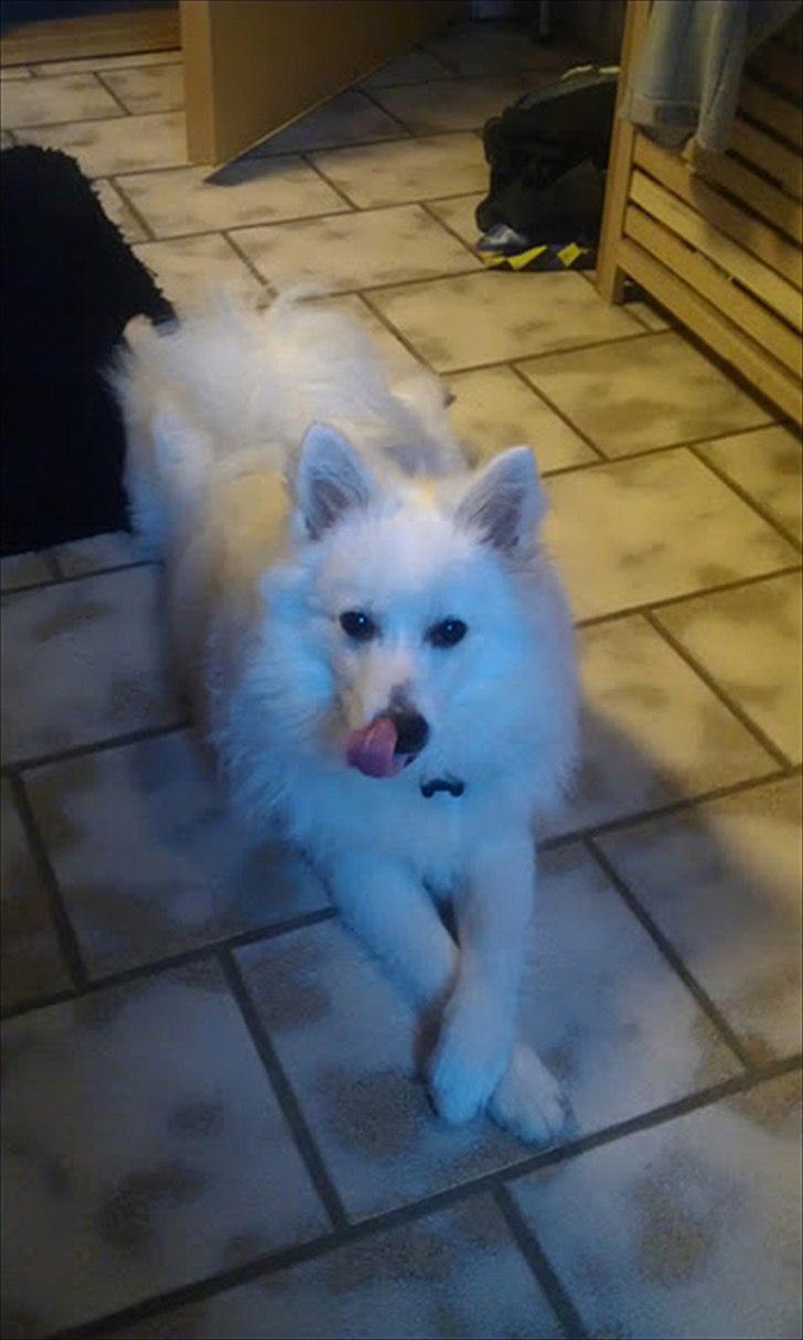 Volpino italiano Timmie - ligger lige og hygger på badeværelses gulvet. dejligt varmt! billede 8