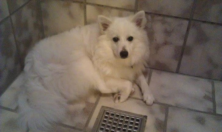 Volpino italiano Timmie - Den skøre hund elsker at ligge i brusekabinen... :D billede 9