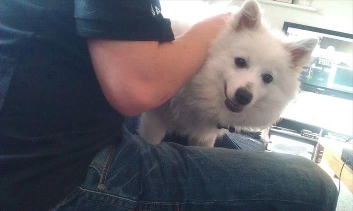 Volpino italiano Timmie - Timmie der bliver nusset af "far" billede 10