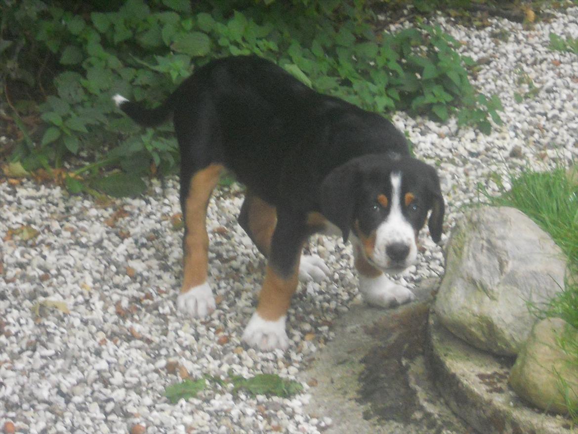 Grosser schweizer sennenhund Frodo Lucky Swiss - Frodo ude på narrestreger billede 20