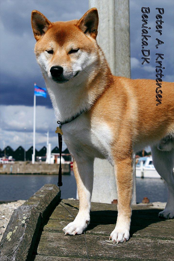 Shiba Simba (Alina's Beniaka) billede 11