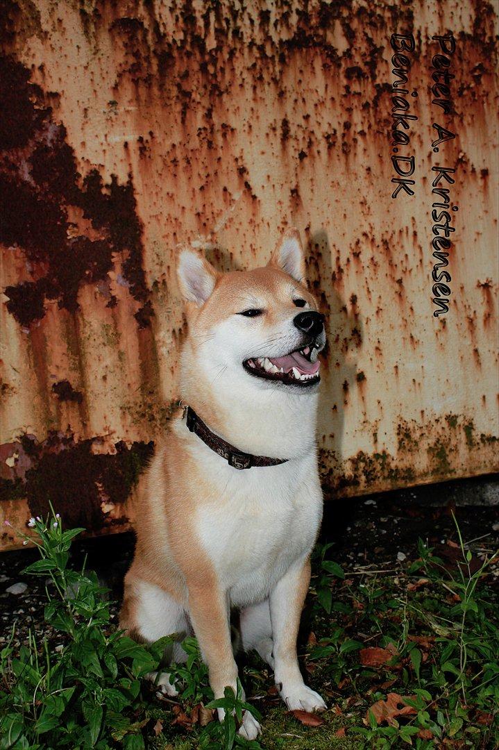 Shiba Simba (Alina's Beniaka) billede 10