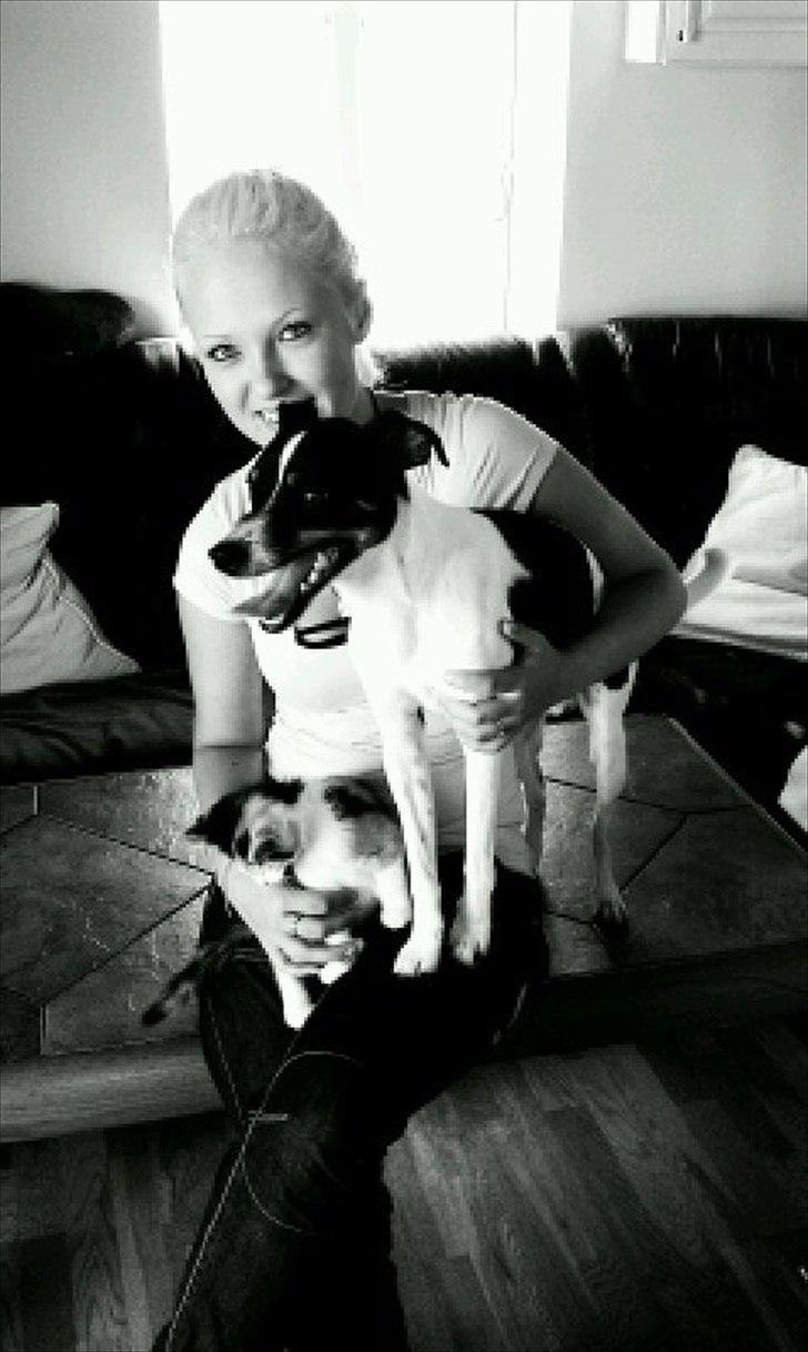 Dansk svensk gaardhund bunjy billede 2