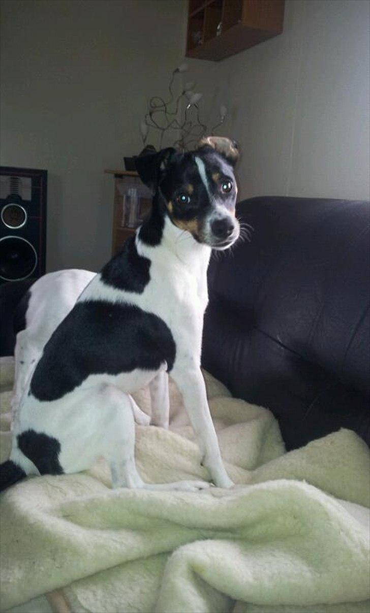 Dansk svensk gaardhund bunjy billede 3