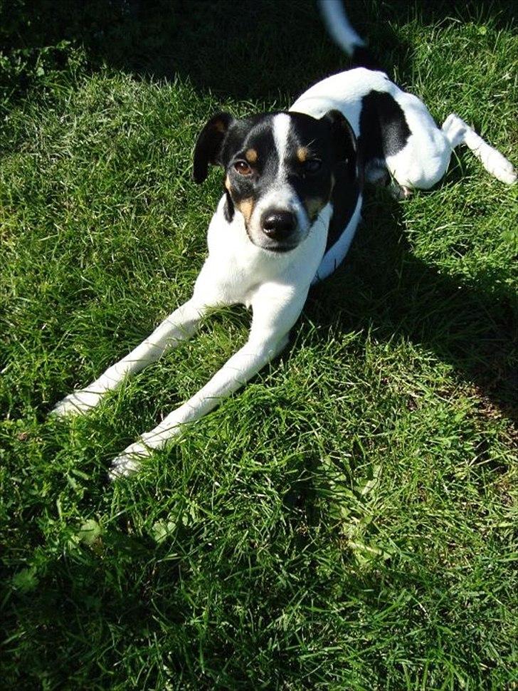 Dansk svensk gaardhund bunjy billede 4