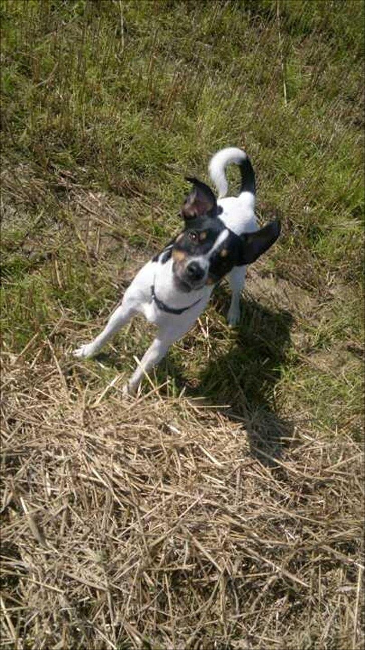 Dansk svensk gaardhund bunjy billede 5