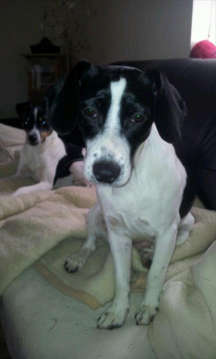 Blanding af racer tøssen billede 1