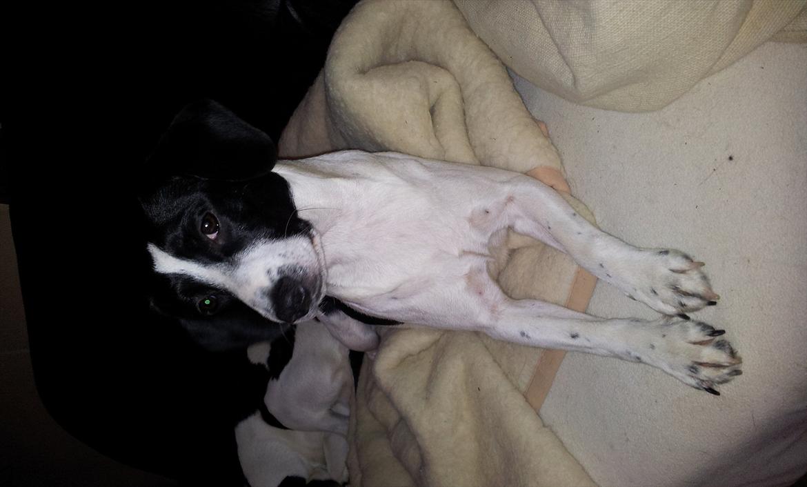 Blanding af racer tøssen billede 2