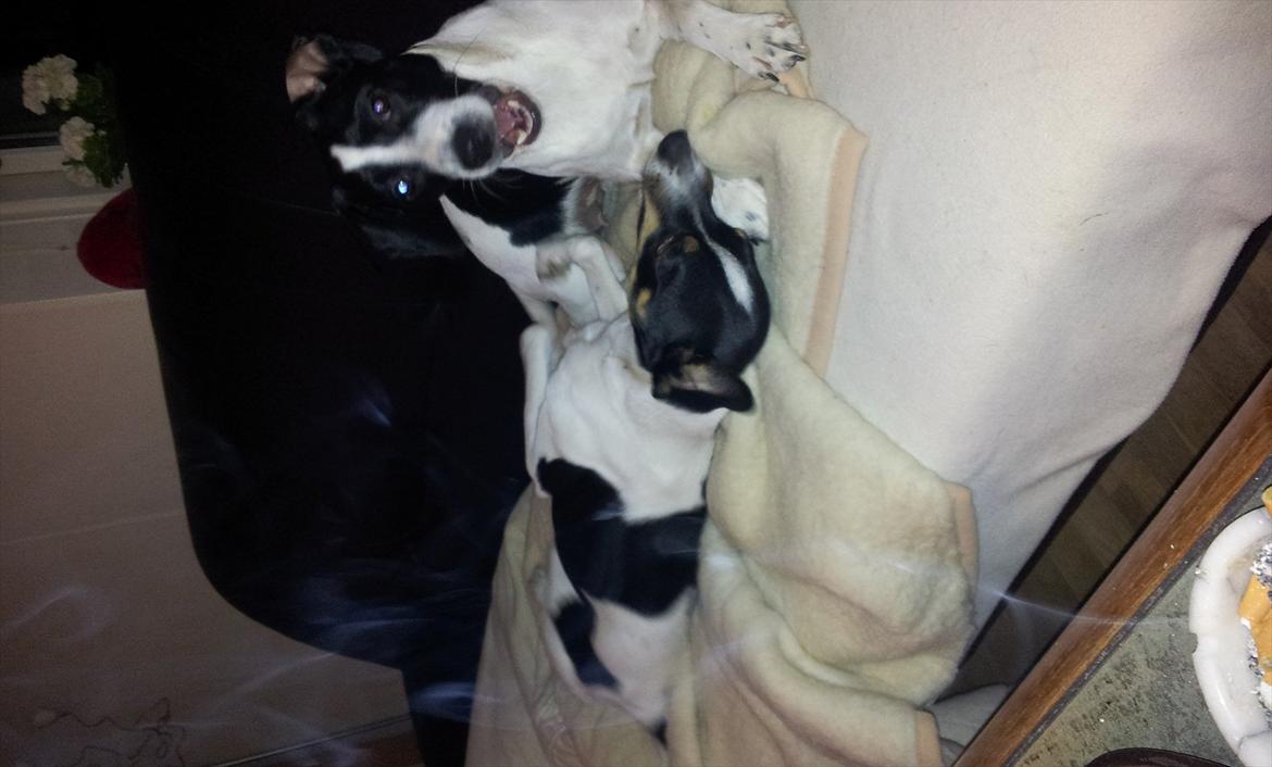 Blanding af racer tøssen billede 3