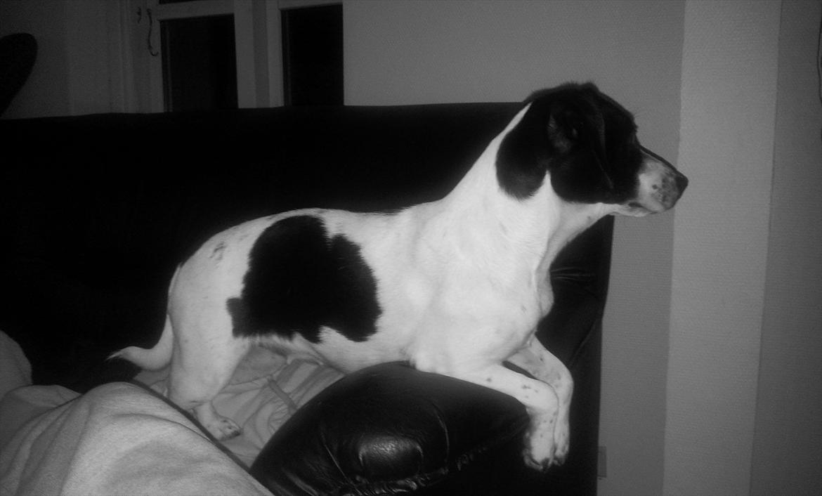 Blanding af racer tøssen billede 4