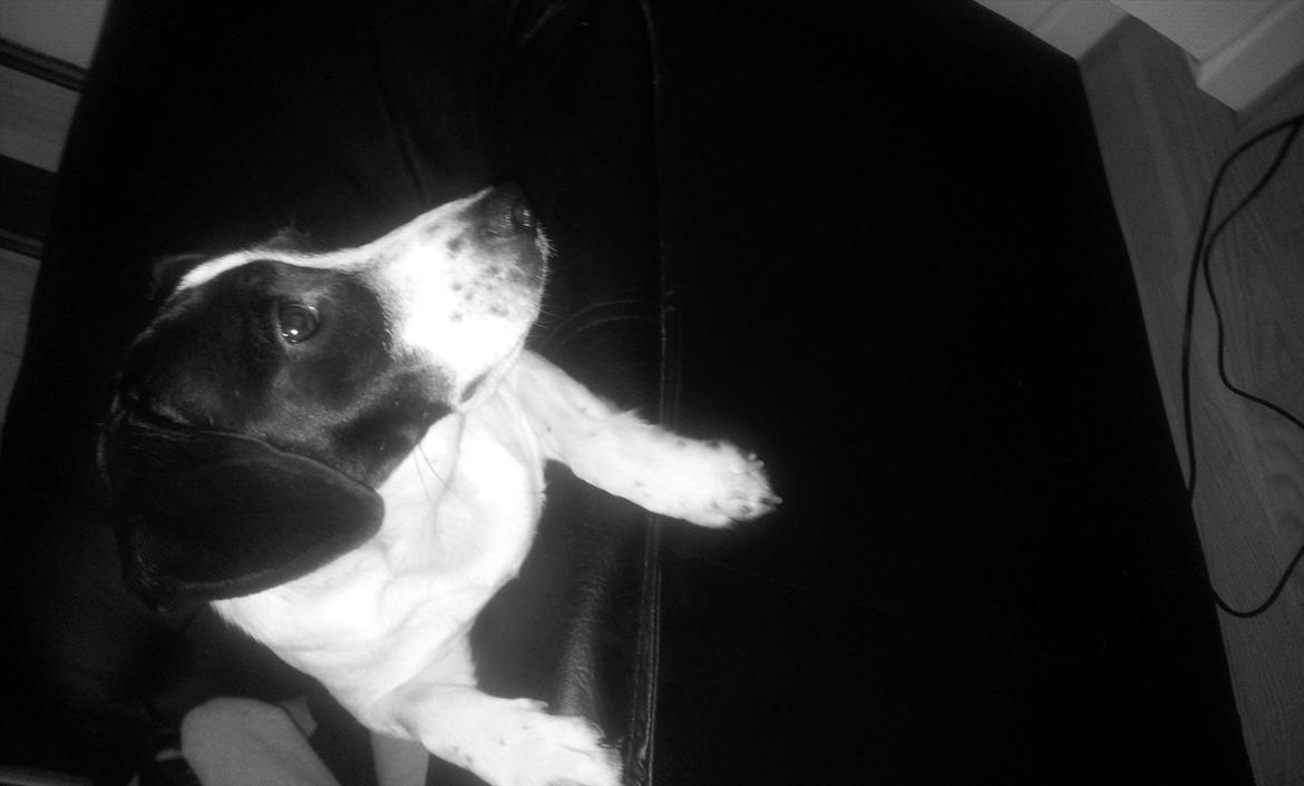 Blanding af racer tøssen billede 5