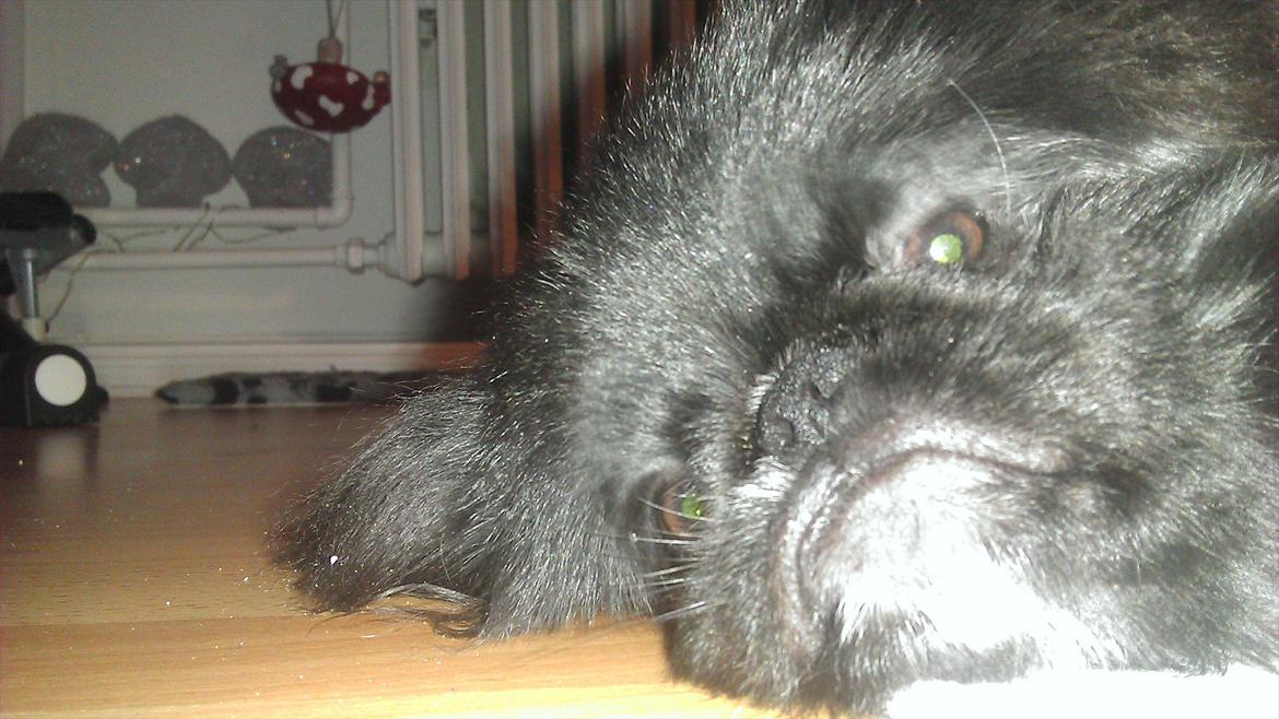 Pekingeser Lucca billede 7