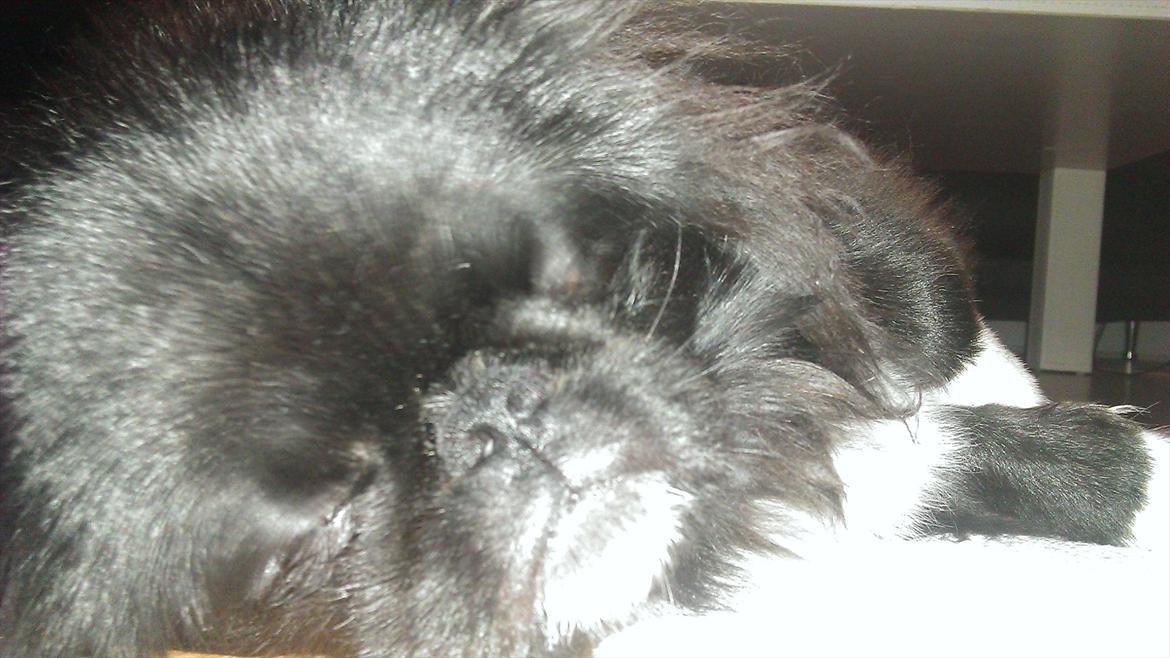 Pekingeser Lucca billede 8