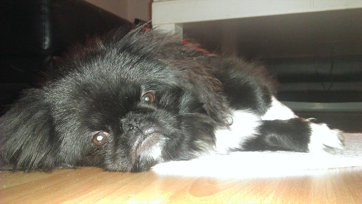 Pekingeser Lucca billede 1