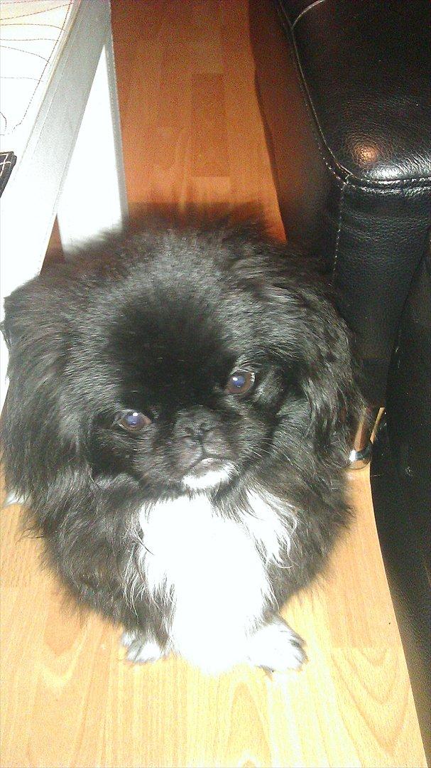 Pekingeser Lucca billede 10