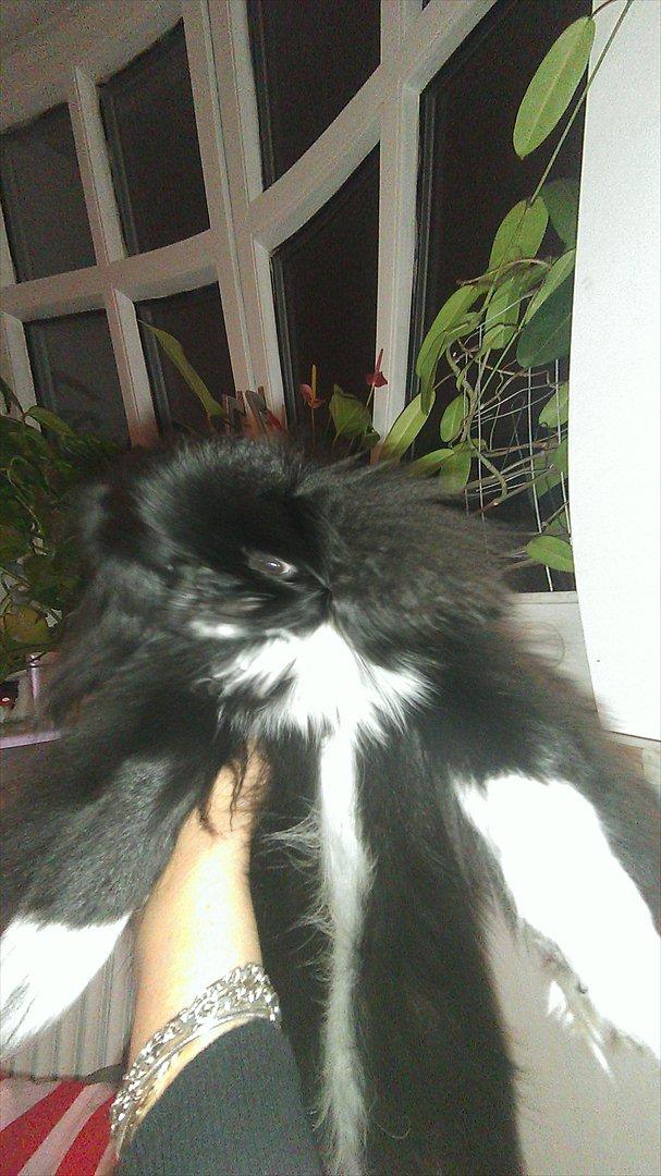 Pekingeser Lucca billede 11