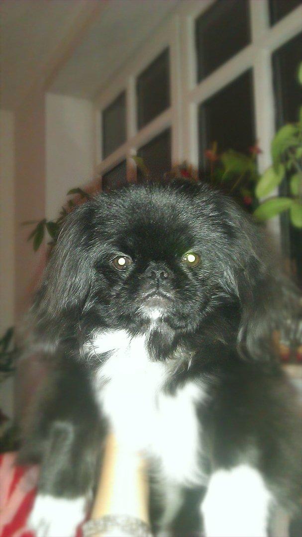 Pekingeser Lucca billede 12
