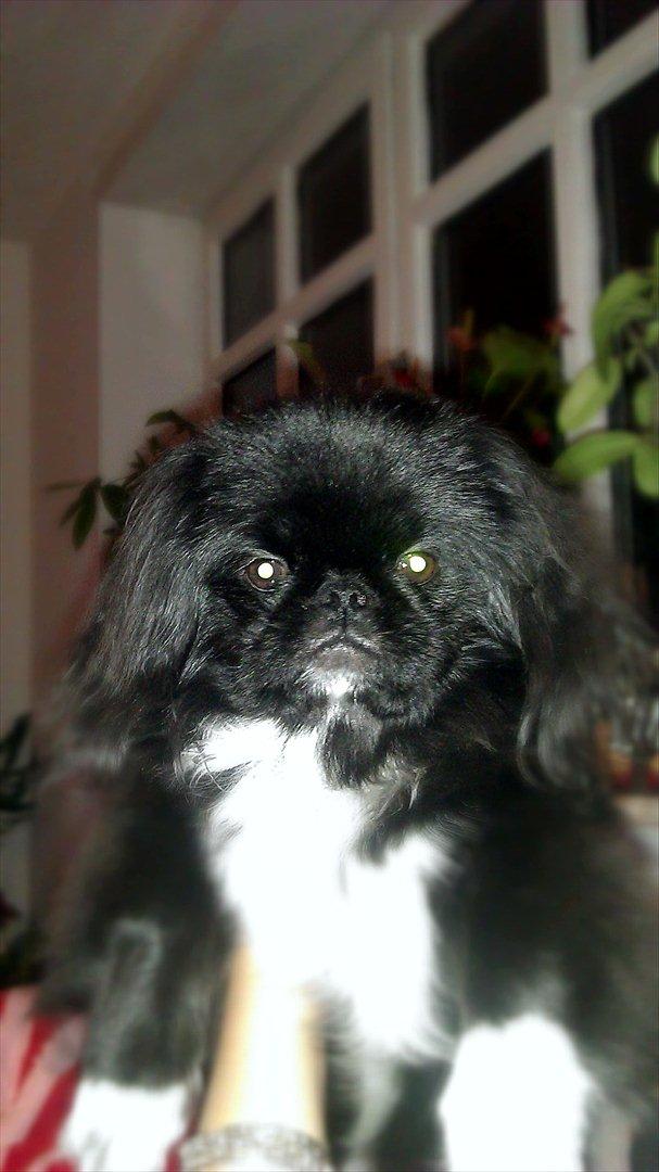 Pekingeser Lucca billede 13