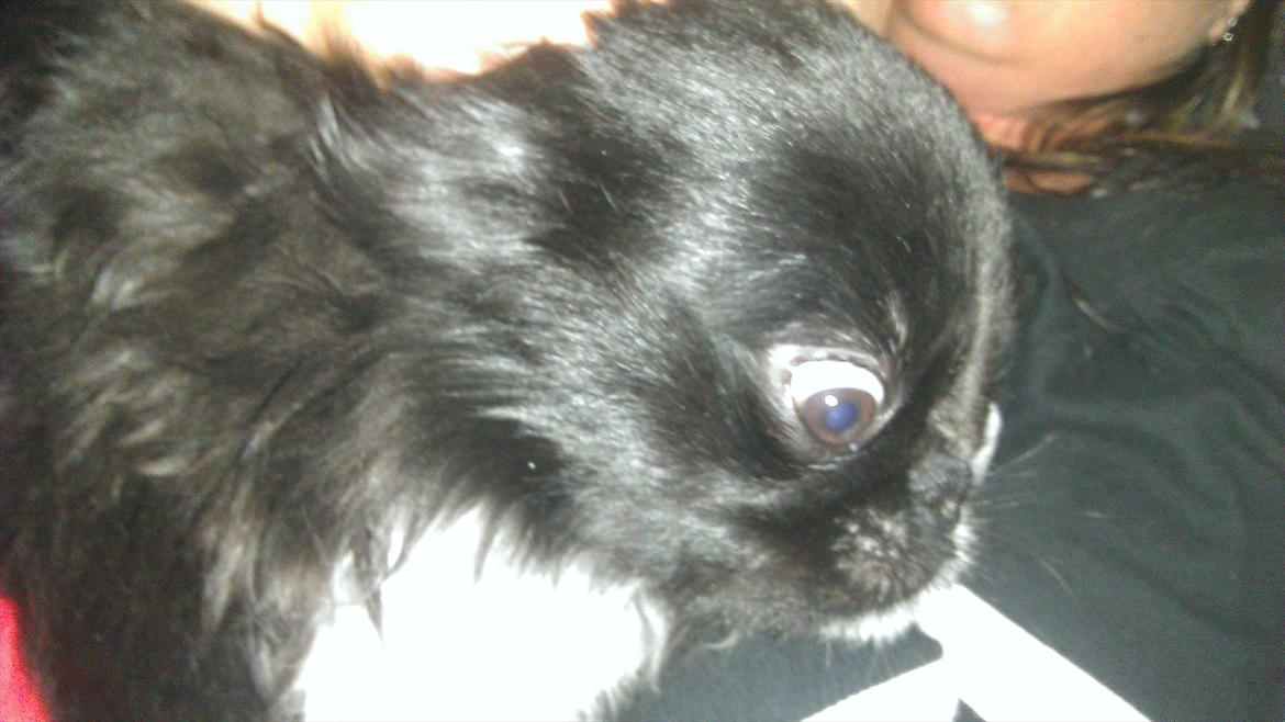 Pekingeser Lucca billede 14