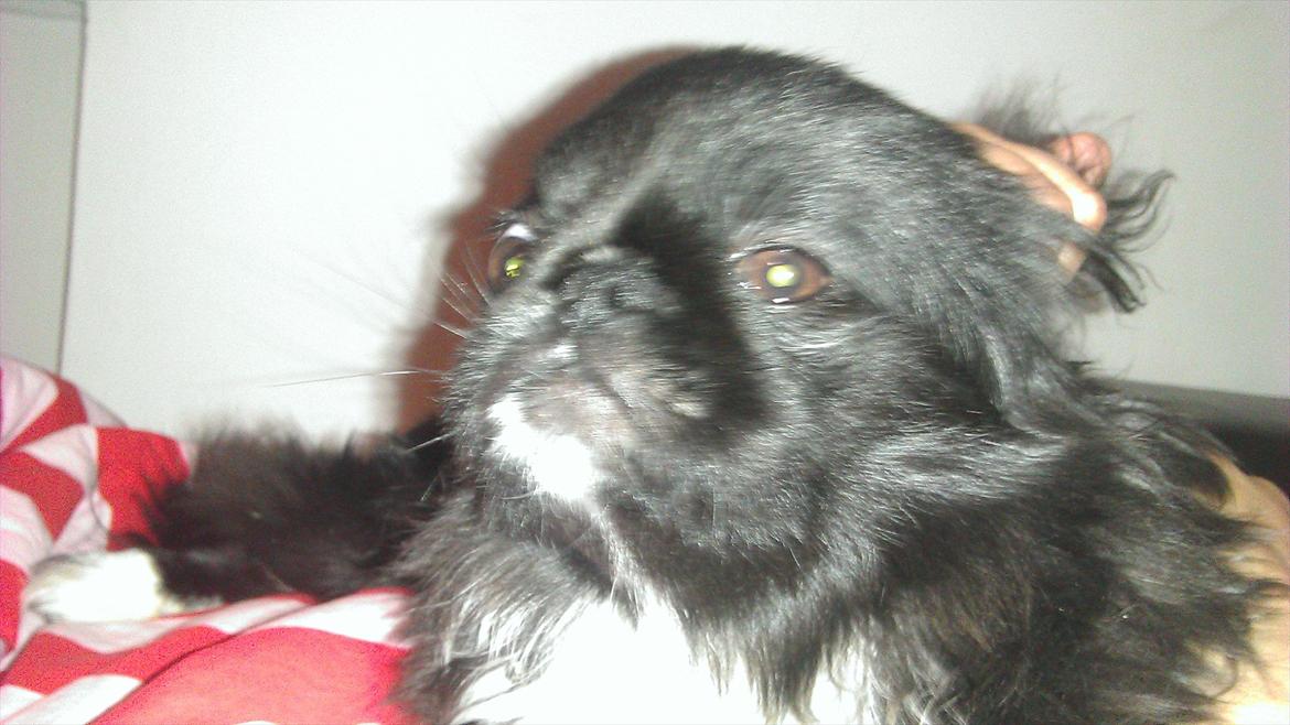 Pekingeser Lucca billede 15